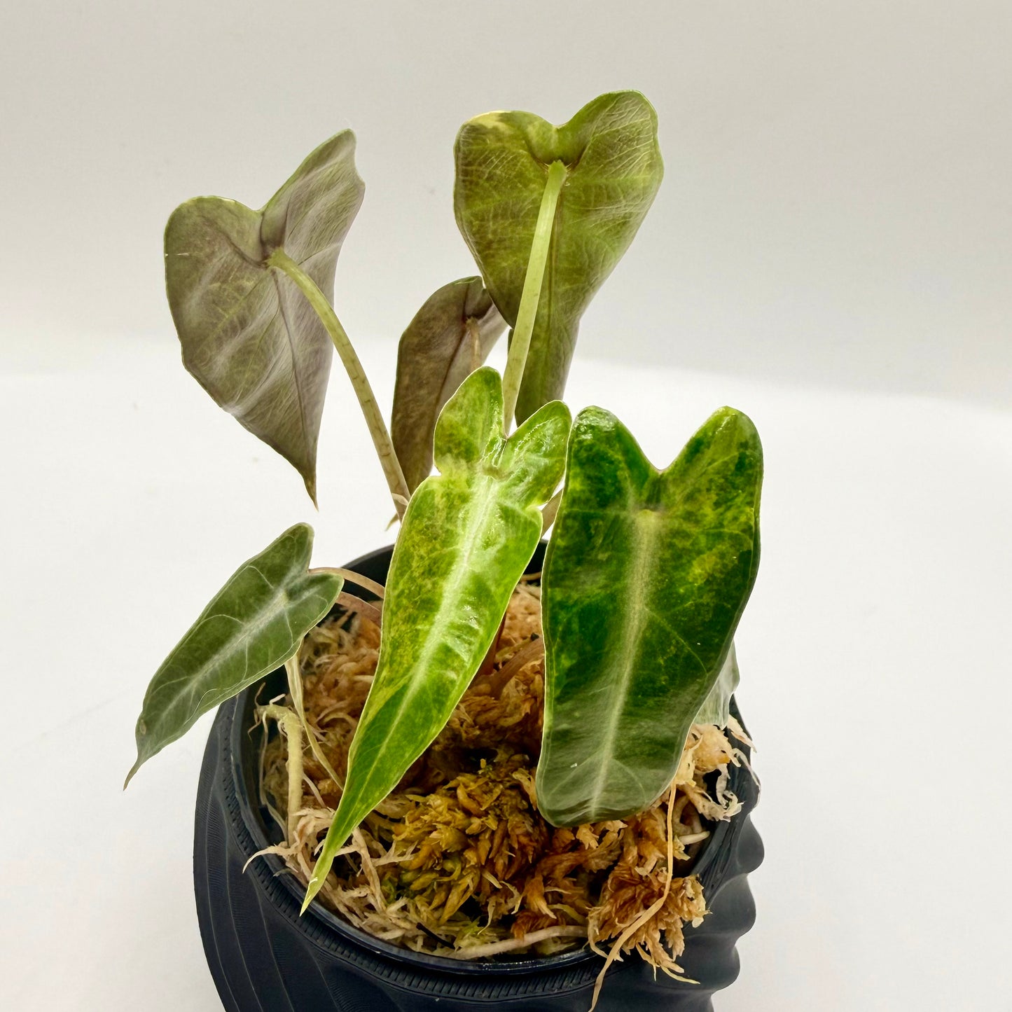 Alocasia Bambino Aurea Variegata