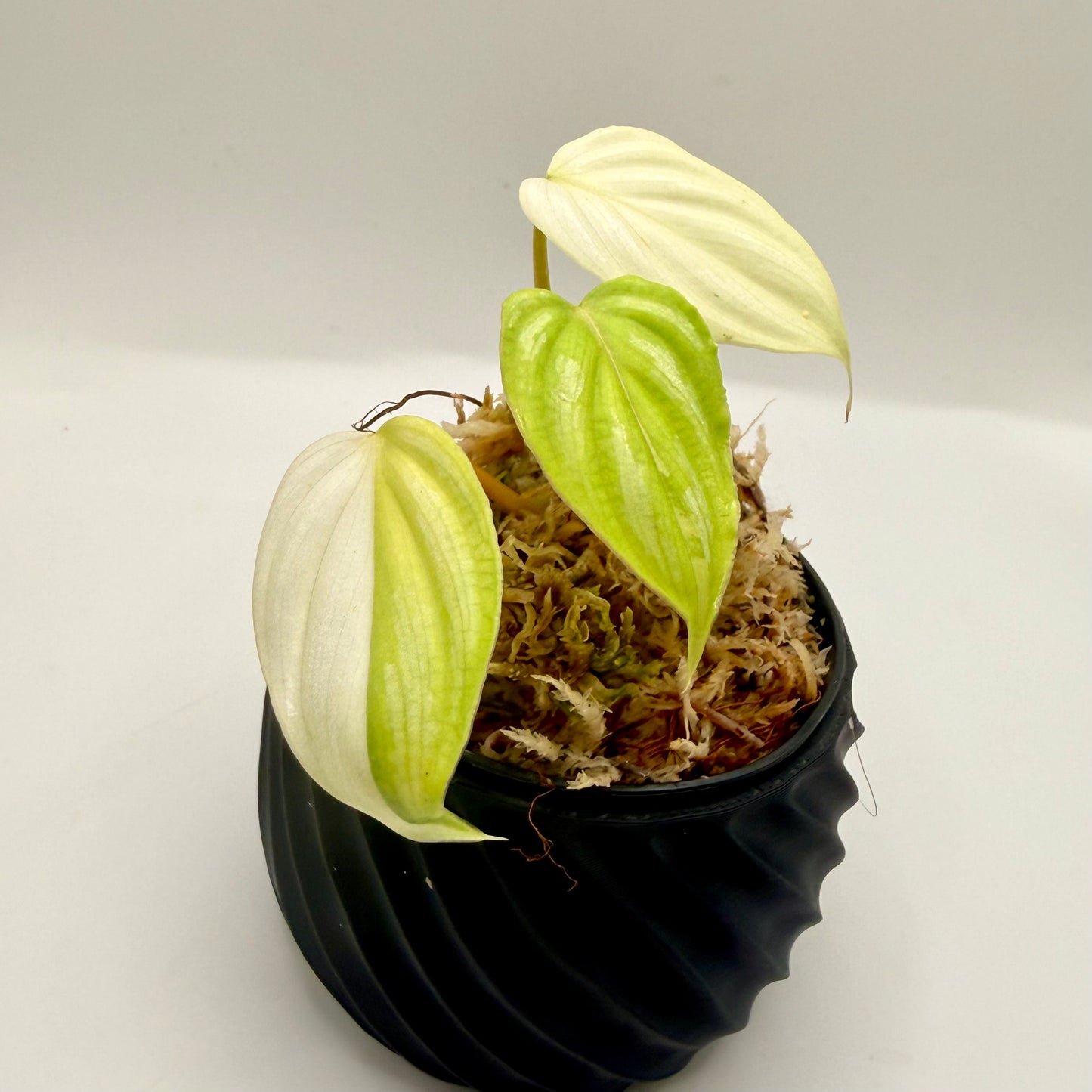 Philodendron Mamei Variegata