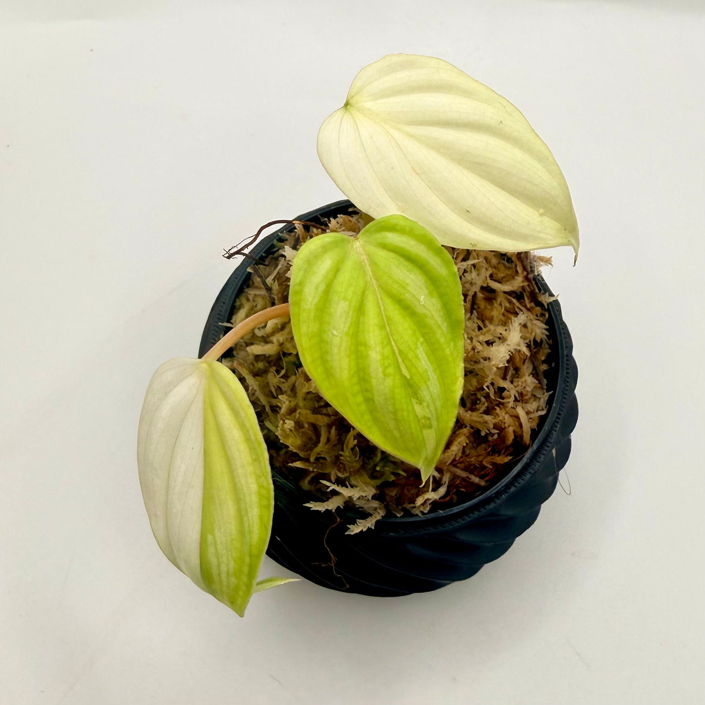 Philodendron Mamei Variegata