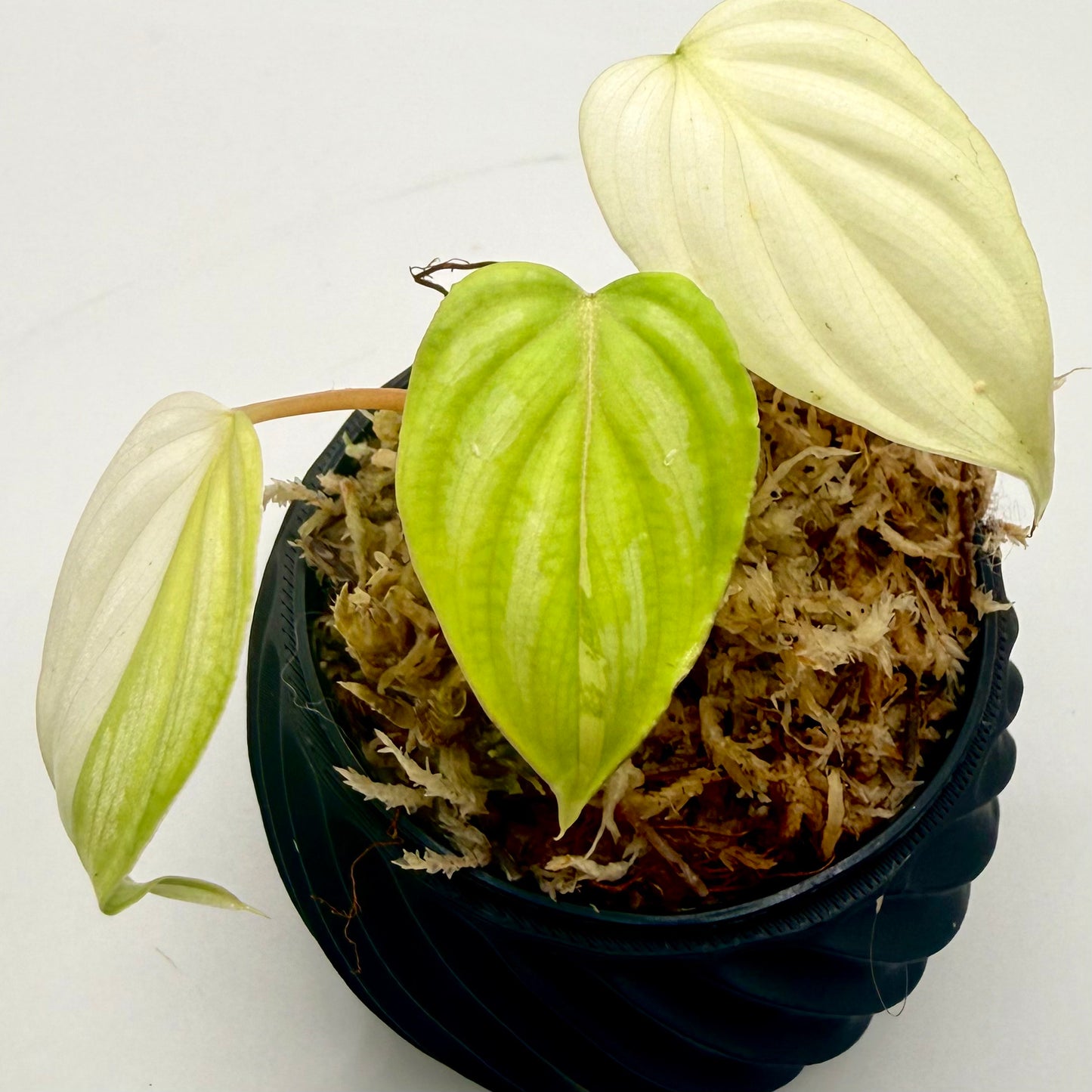 Philodendron Mamei Variegata