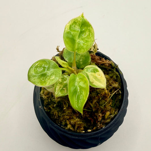 Philodendron Billietiae Variegated