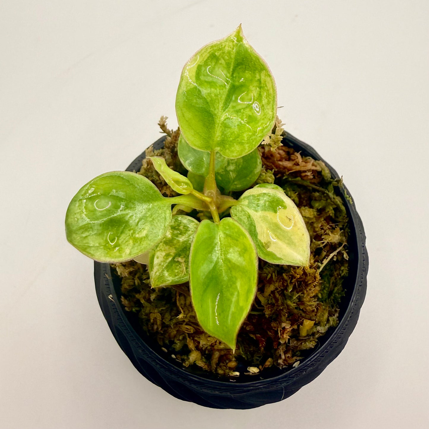 Philodendron Billietiae Variegated