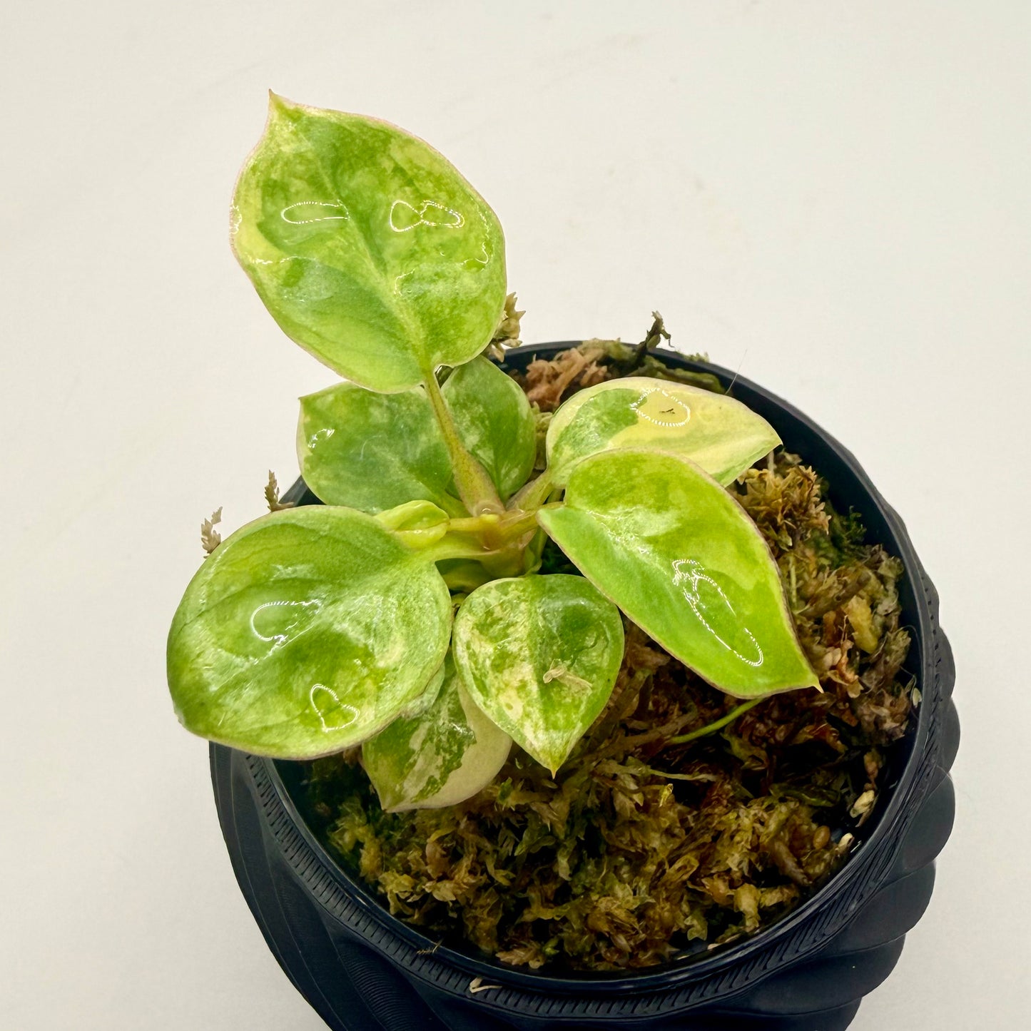 Philodendron Billietiae Variegated