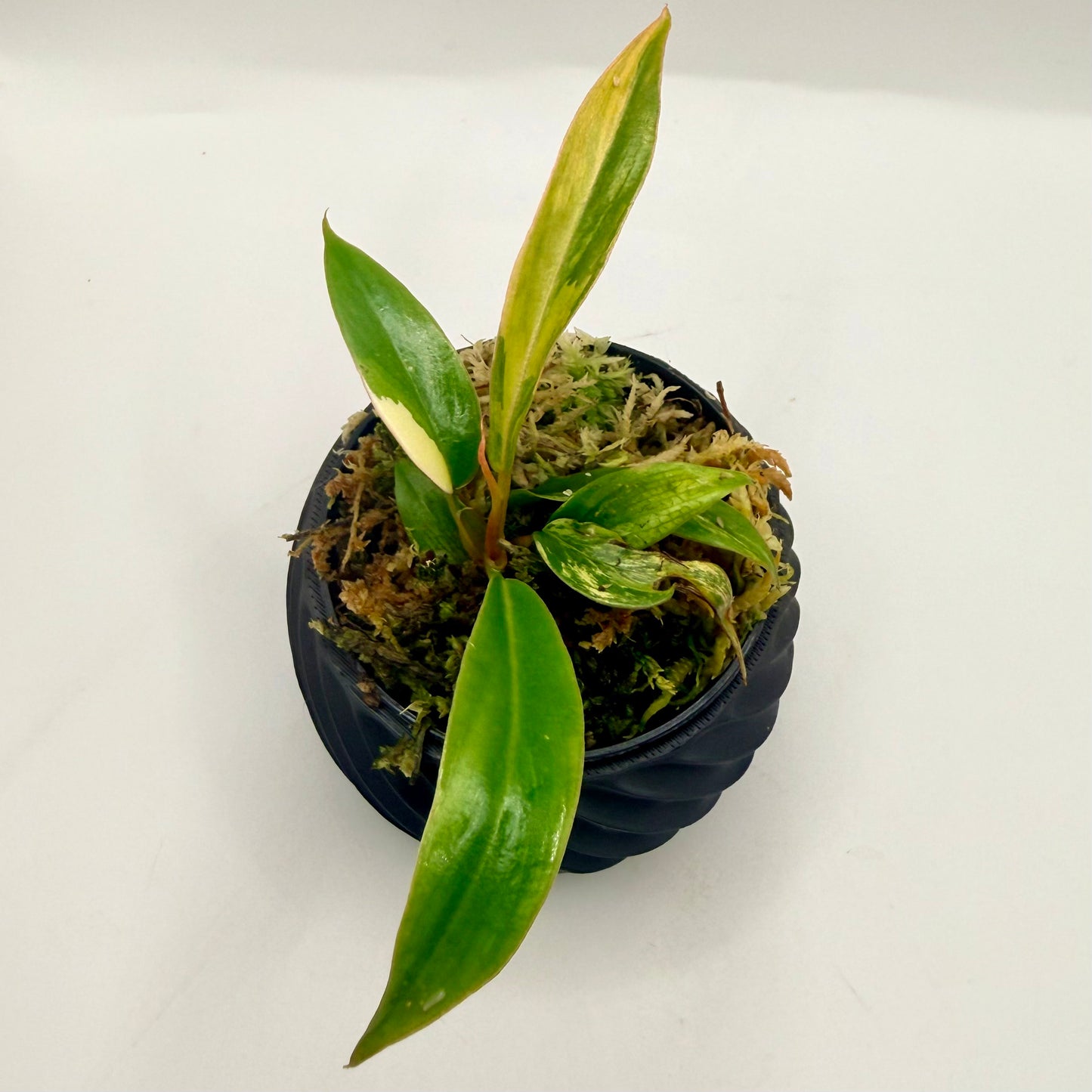 Philodendron Caramel Marble