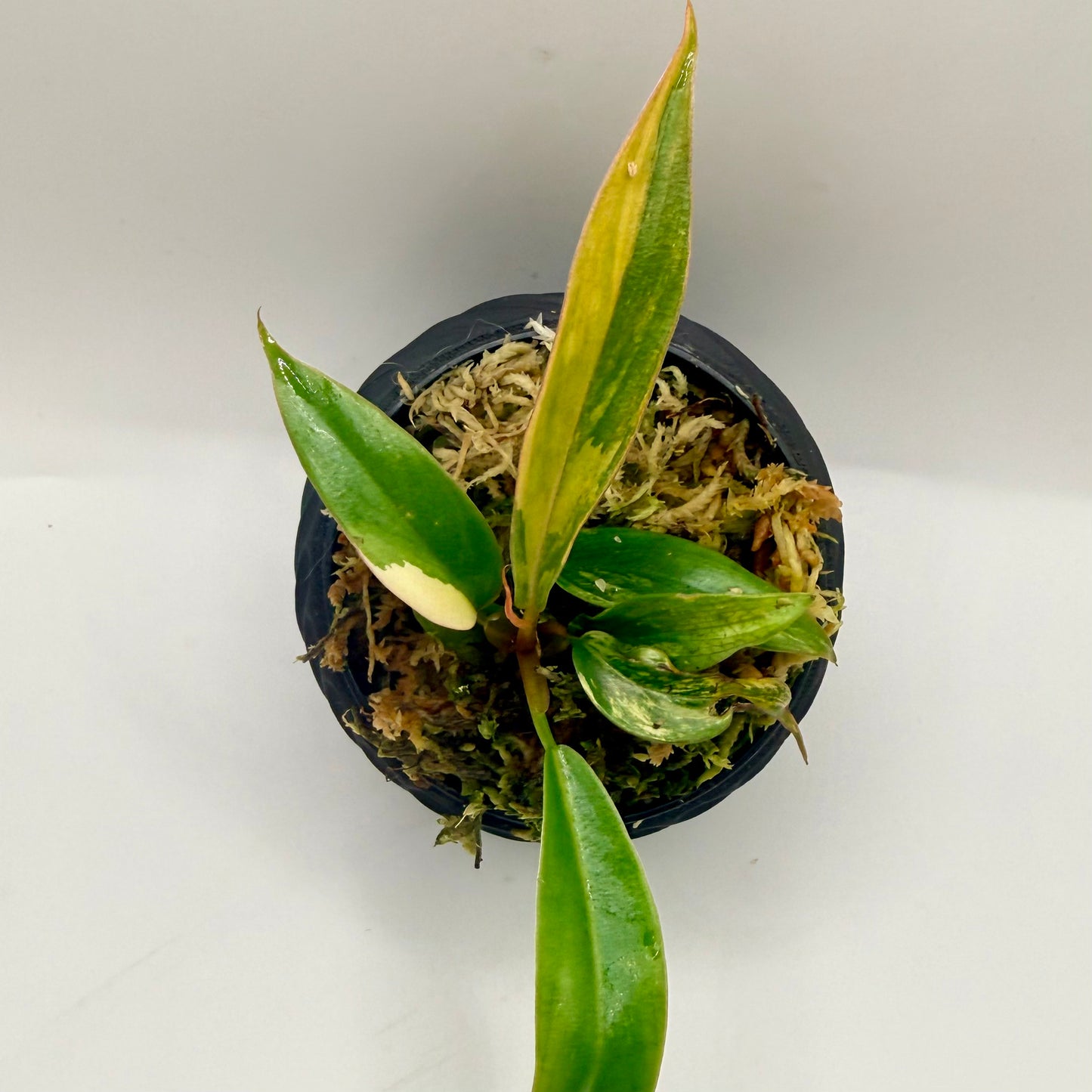 Philodendron Caramel Marble