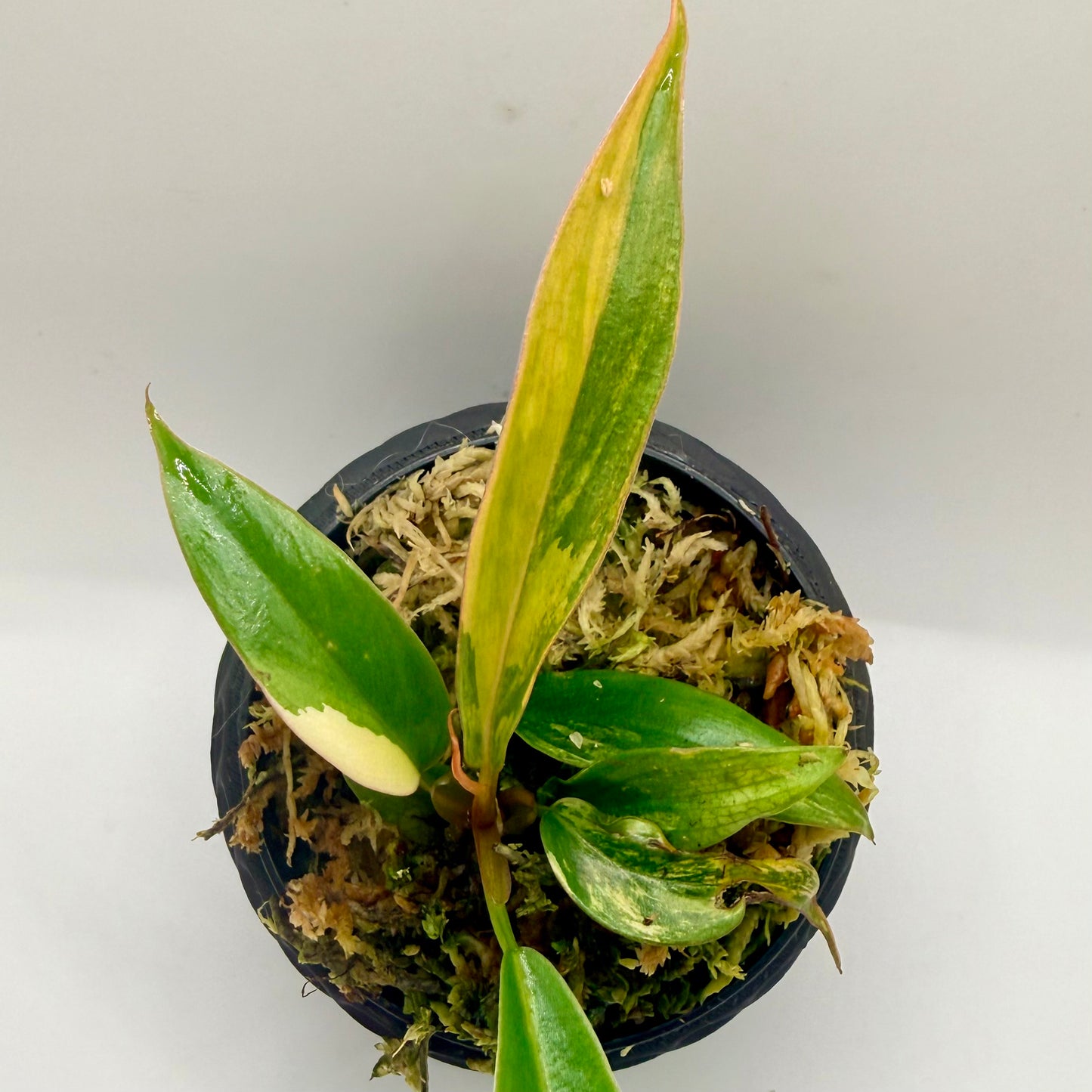 Philodendron Caramel Marble