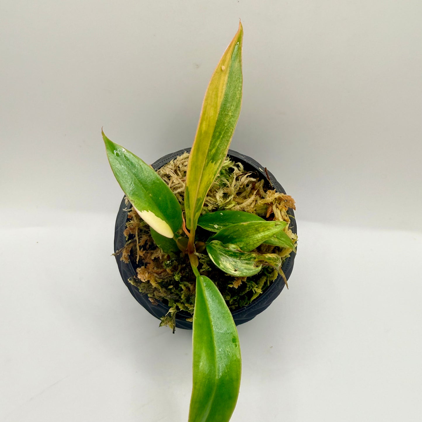 Philodendron Caramel Marble