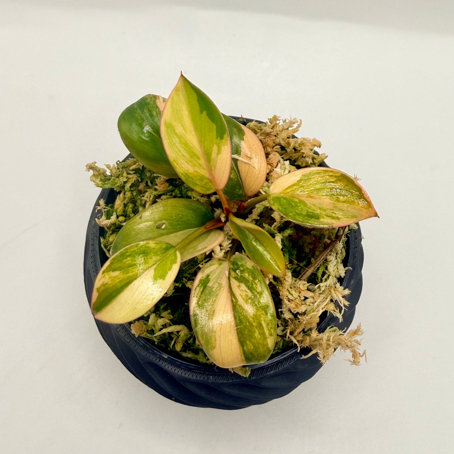 Philodendron Red Congo Variegata
