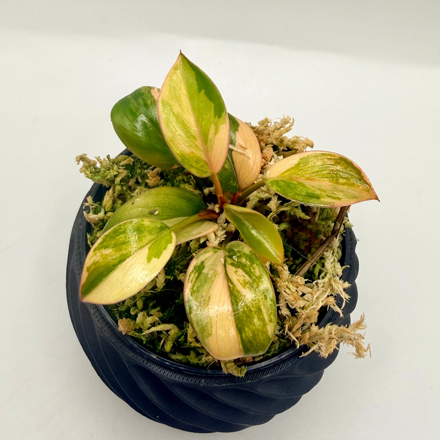 Philodendron Red Congo Variegata