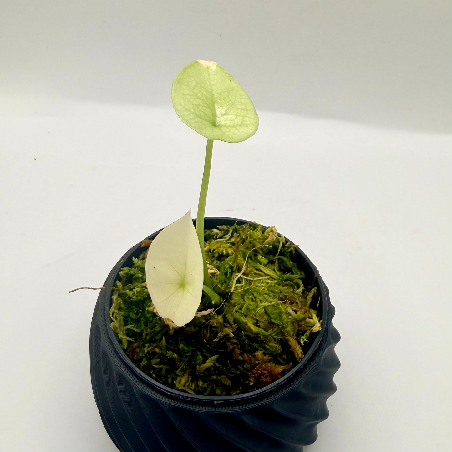 Alocasia Sinuata Mint Variegata