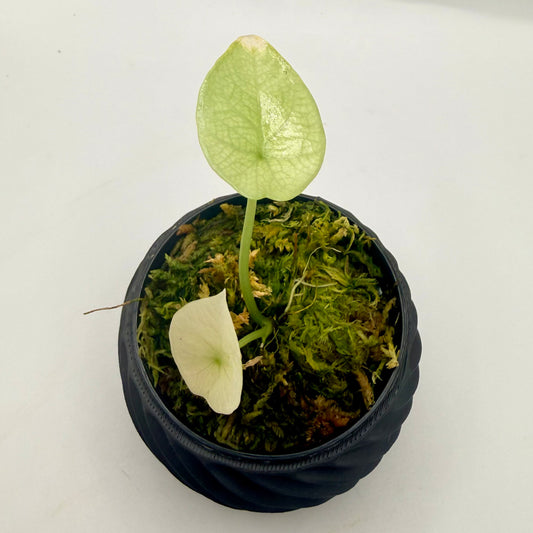 Alocasia Sinuata Mint Variegata