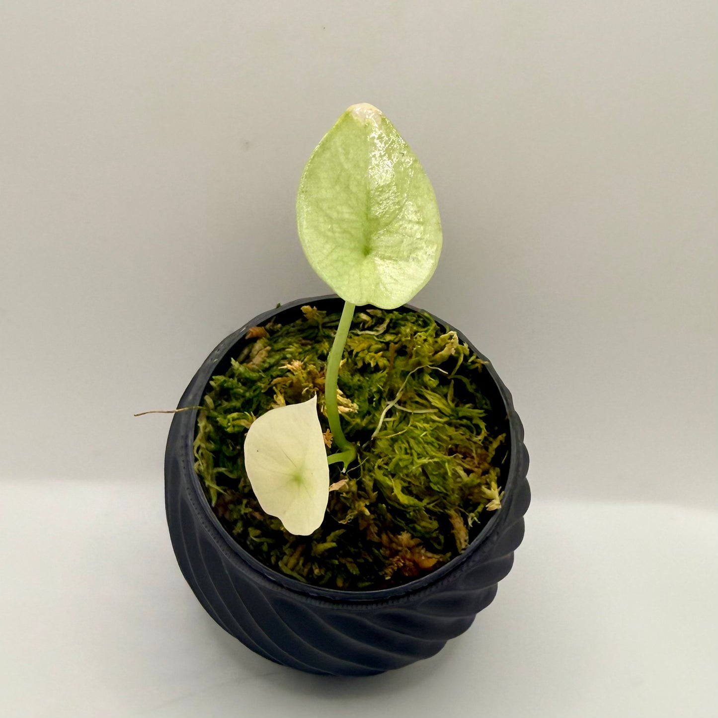 Alocasia Sinuata Mint Variegata