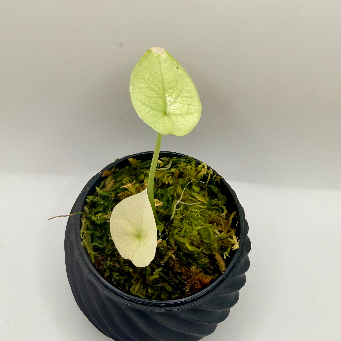 Alocasia Sinuata Mint Variegata