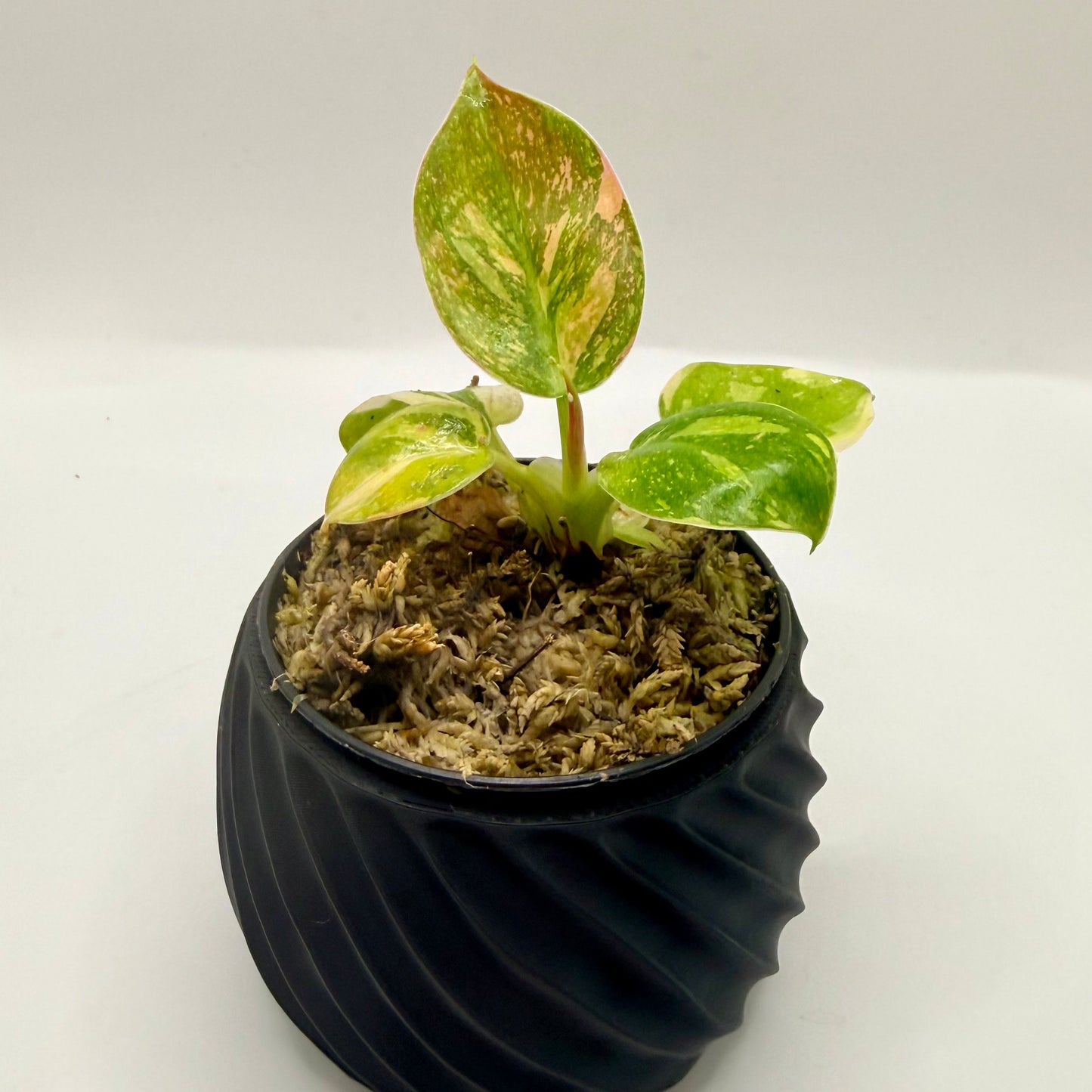 Philodendron Green Congo Variegated