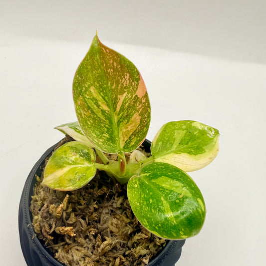 Philodendron Green Congo Variegated