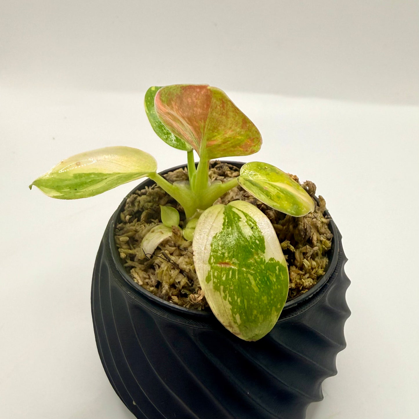 Philodendron Green Congo Variegated