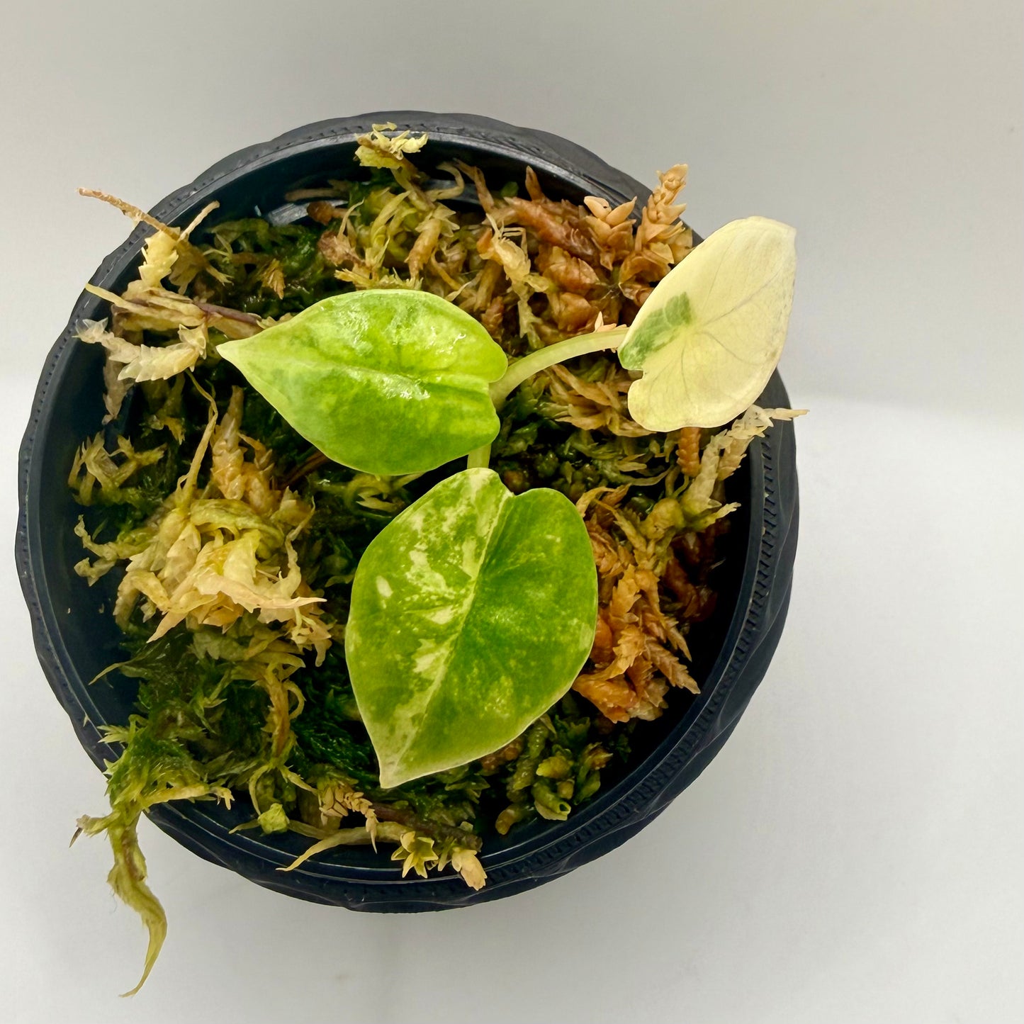 Alocasia Platinum Aurea Variegata