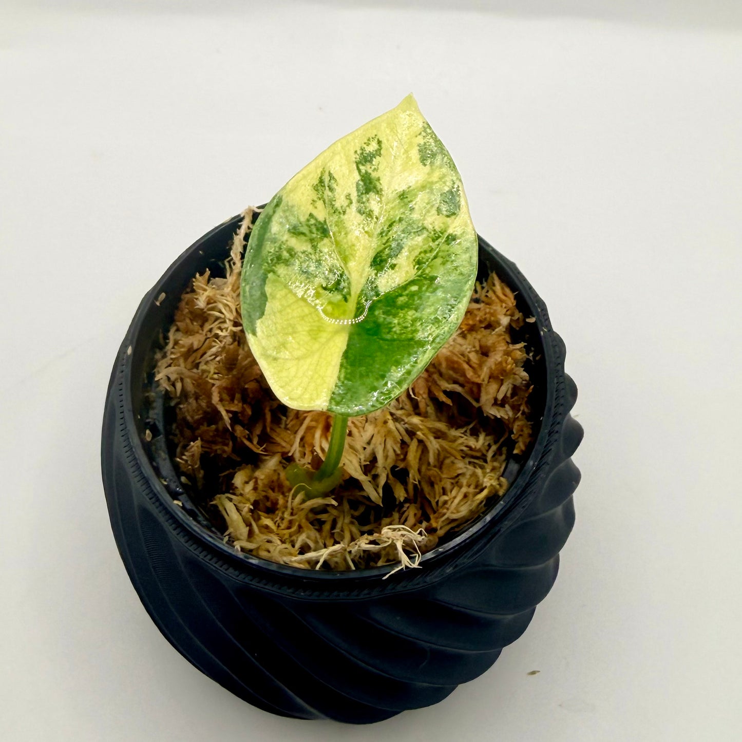 Alocasia Sinuata Aurea Variegata