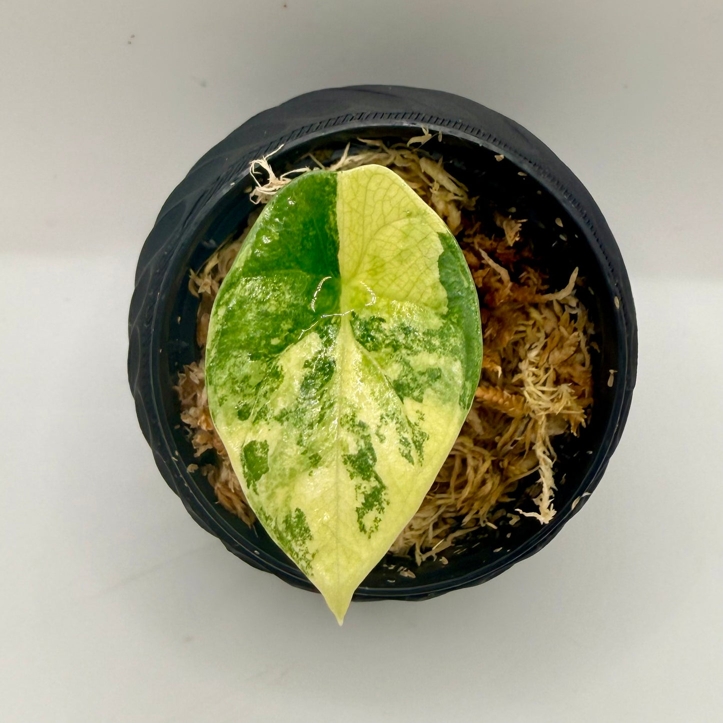Alocasia Sinuata Aurea Variegata