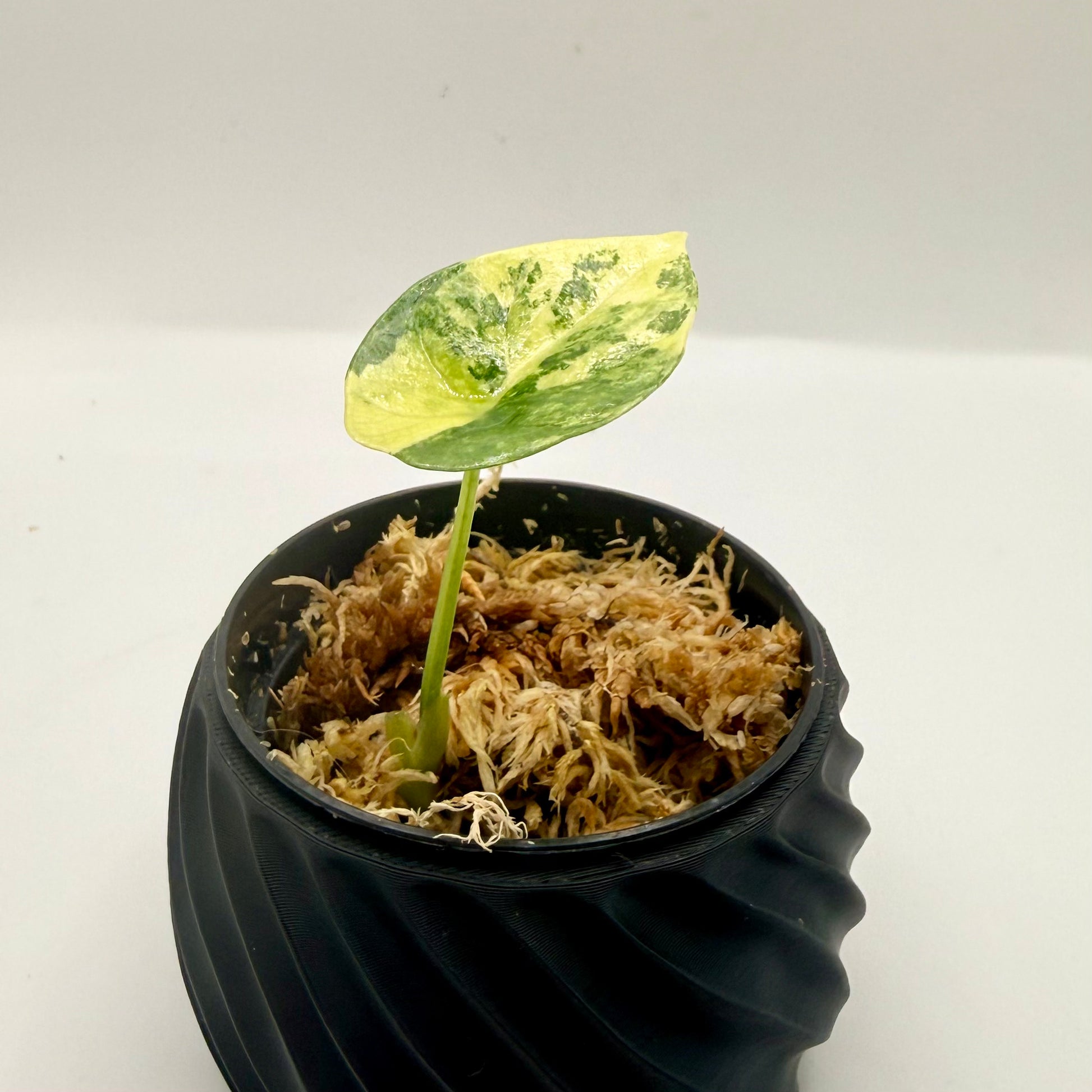 Alocasia Sinuata Aurea Variegata – Luna's Plants