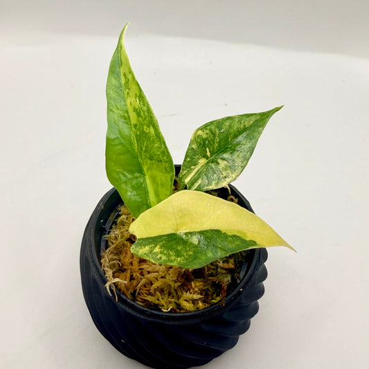 Alocasia Sarian Aurea Variegata