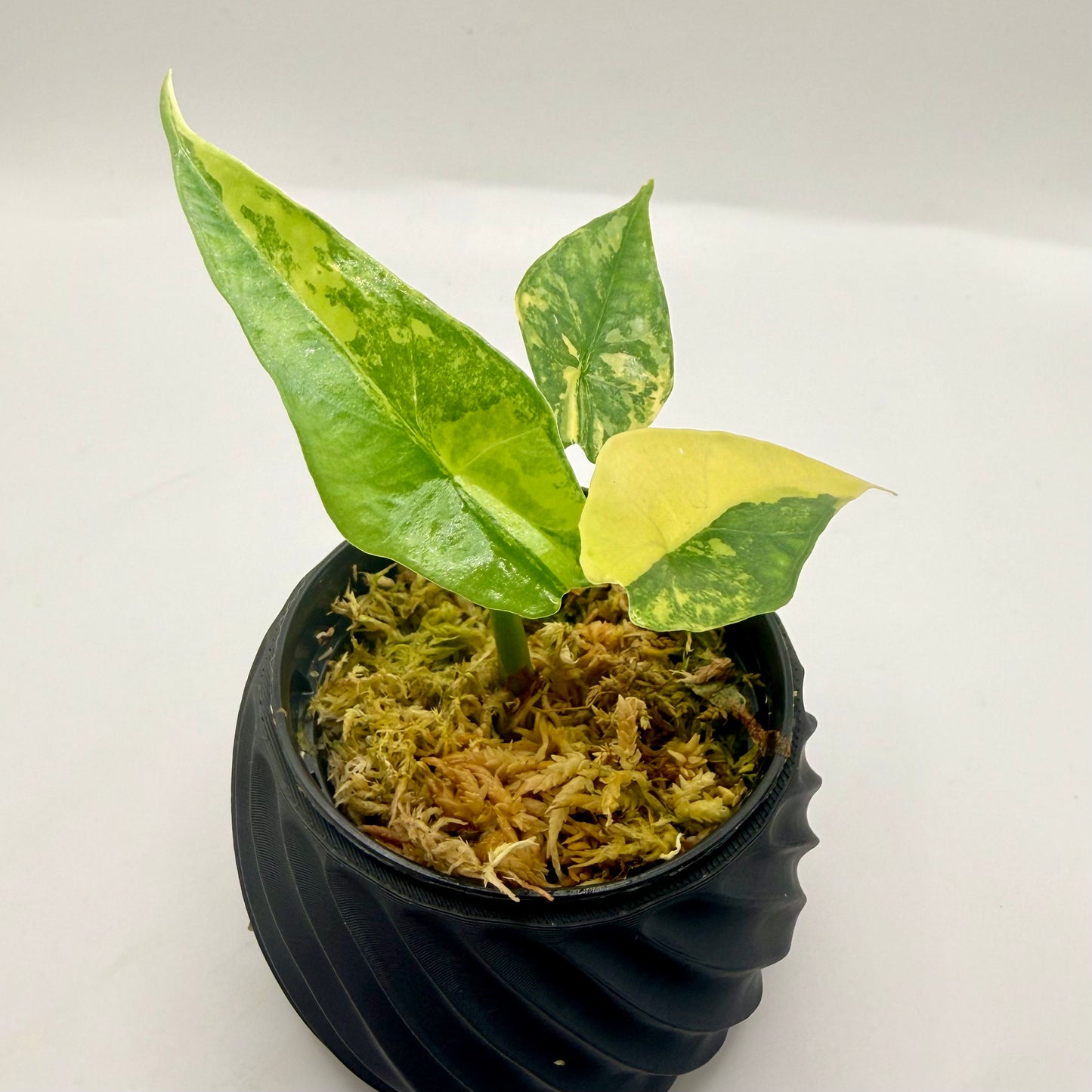 Alocasia Sarian Aurea Variegata
