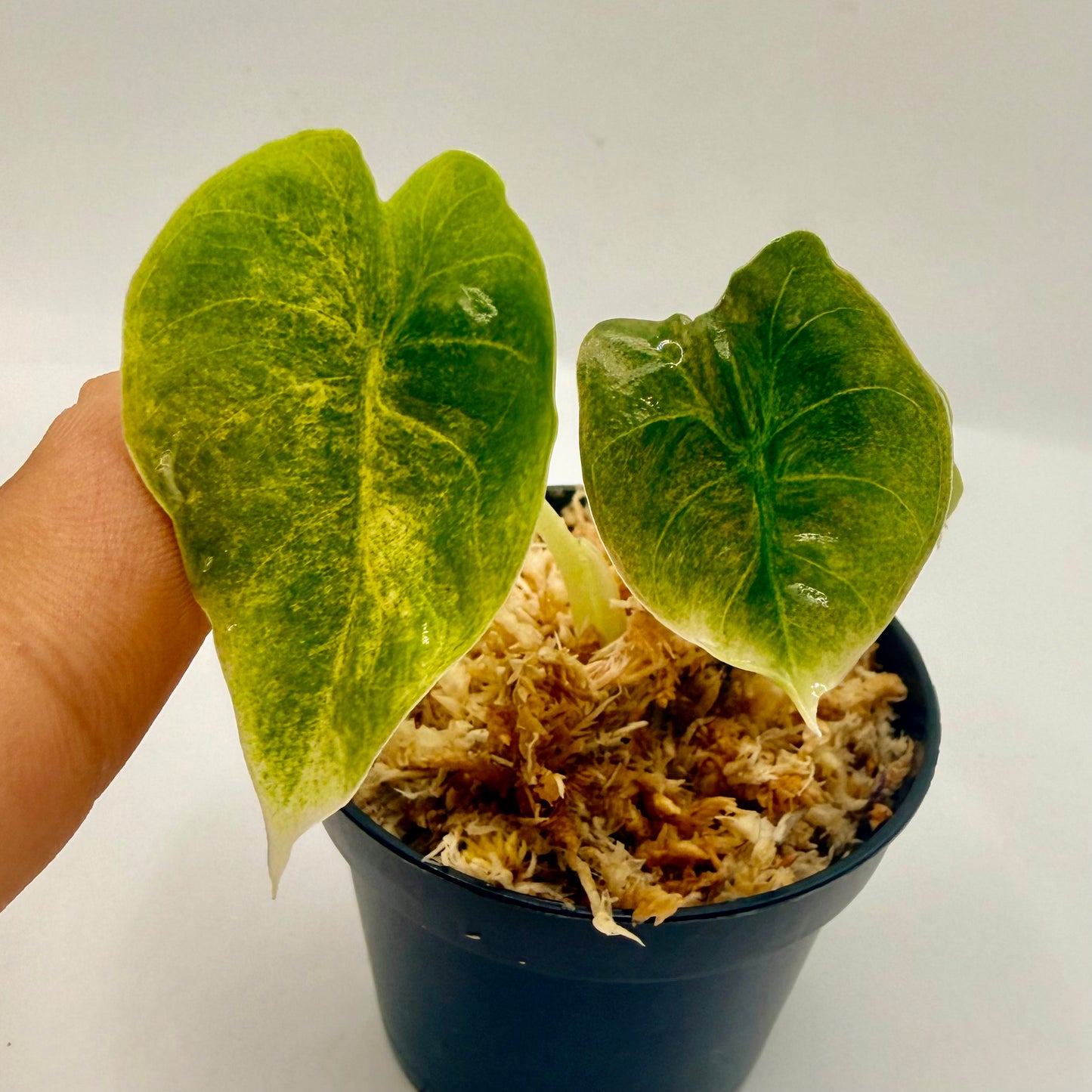 Alocasia Golden Bone Mint/Pink Variegata