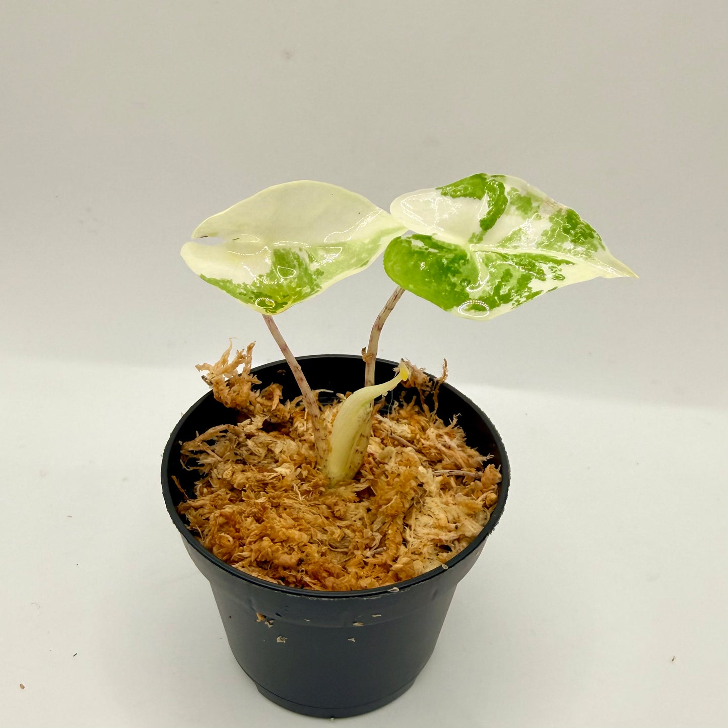 Alocasia Calidora Albo Variegata