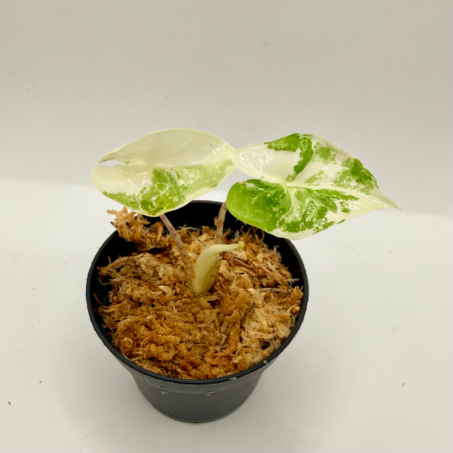 Alocasia Calidora Albo Variegata