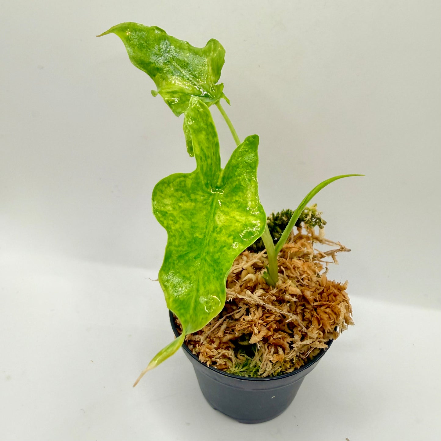 Alocasia Portei Aurea Variegata