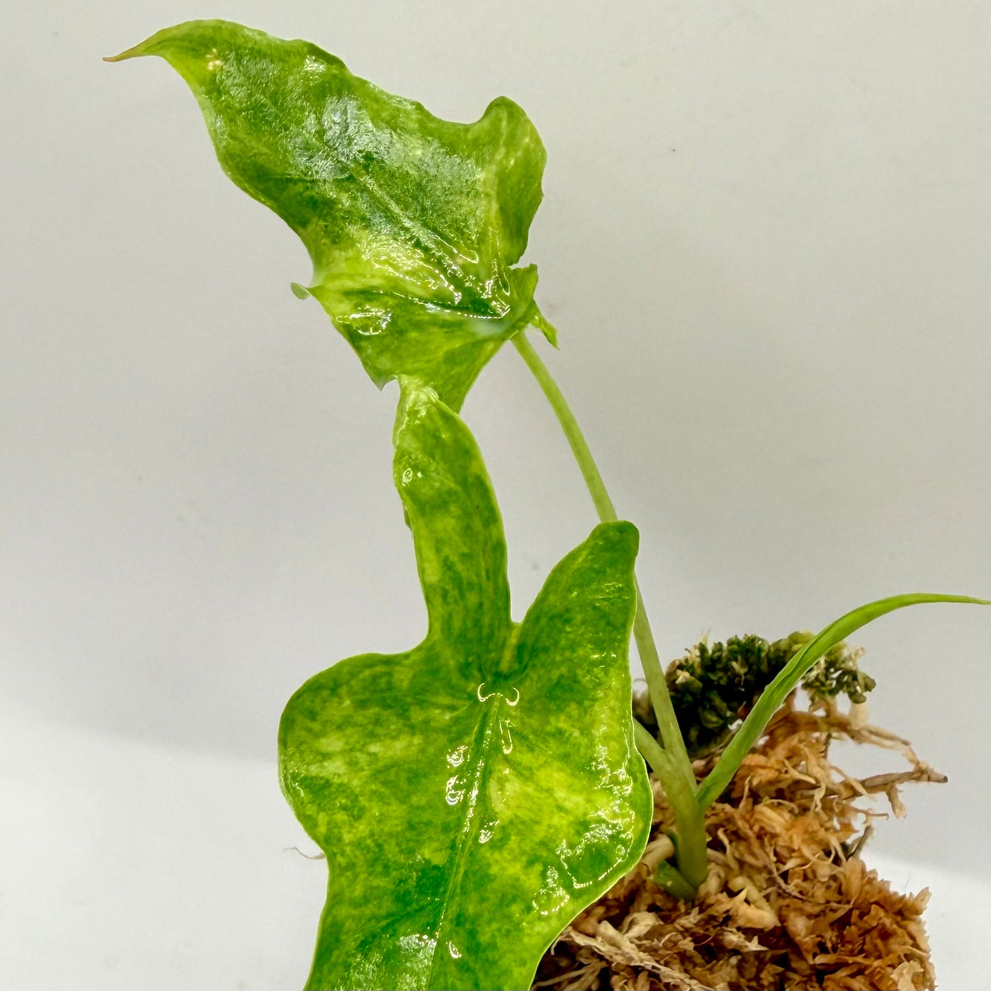 Alocasia Portei Aurea Variegata