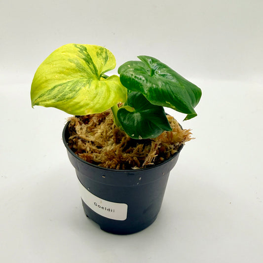 Philodendron Goeldii Variegated