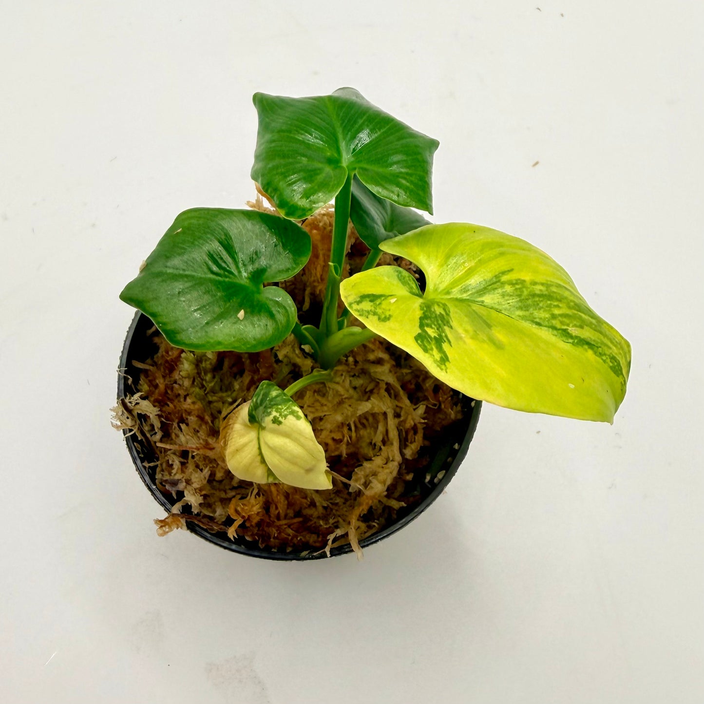 Philodendron Goeldii Variegated