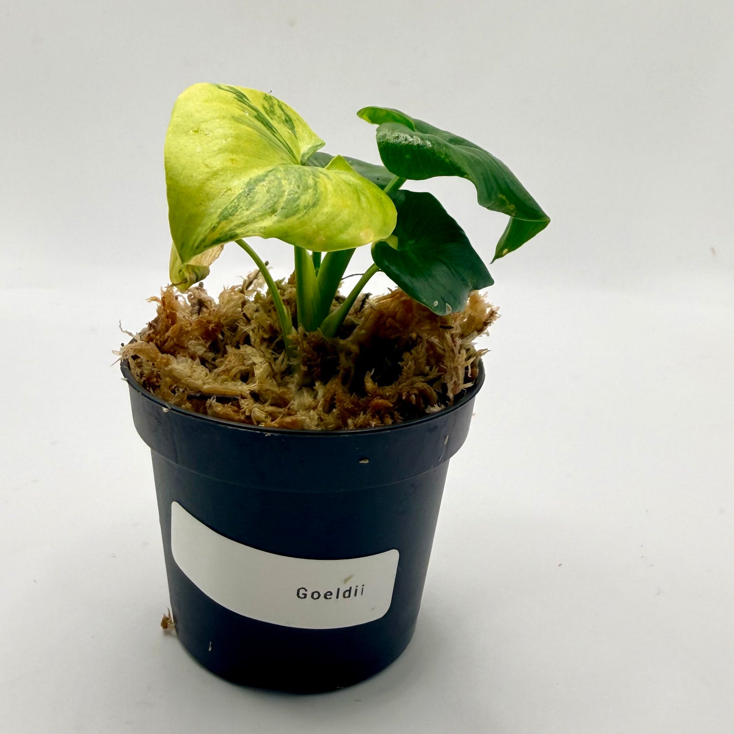 Philodendron Goeldii Variegated