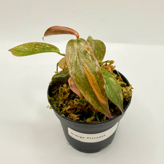 Philodendron Orange Princess Variegated