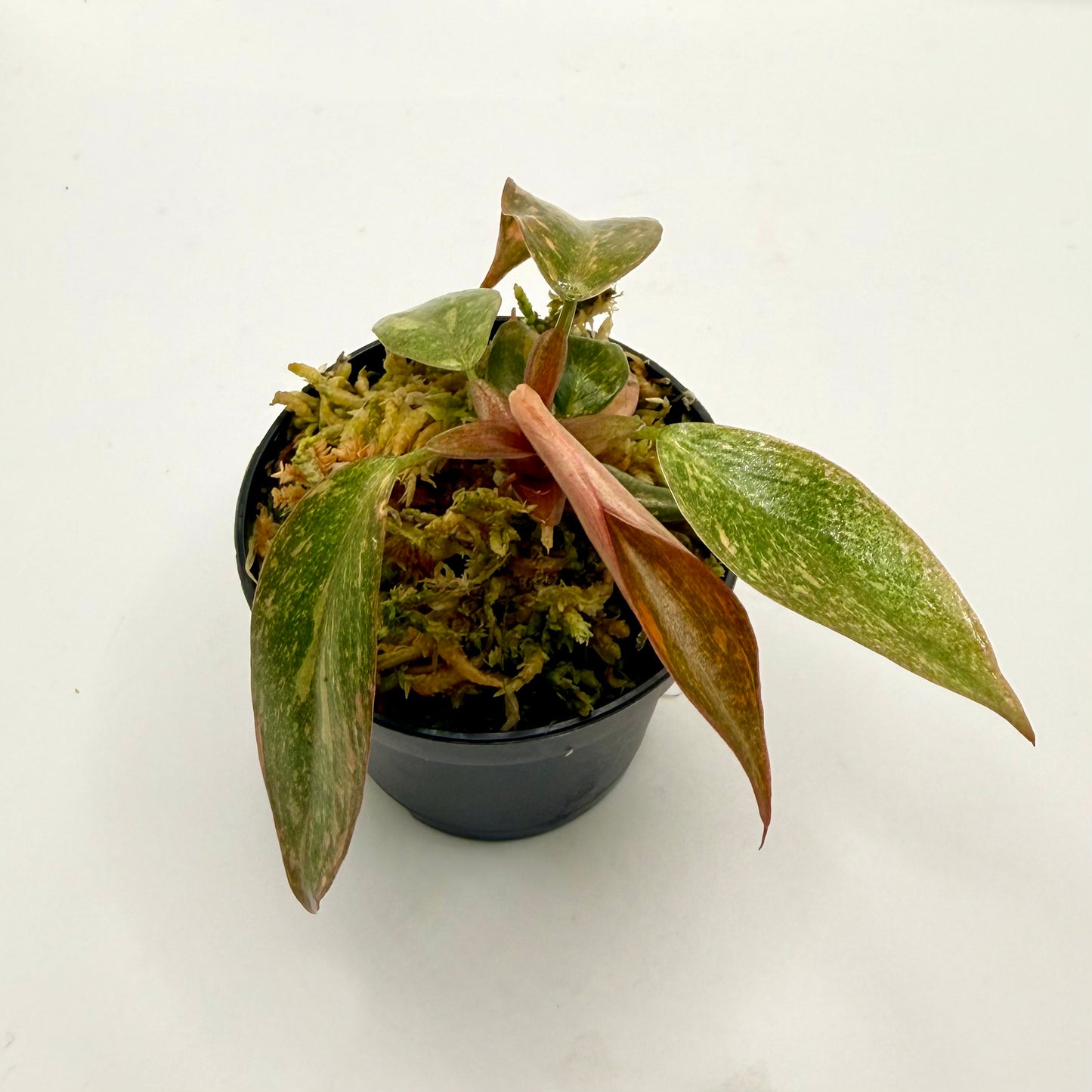 Philodendron Orange Princess Variegated