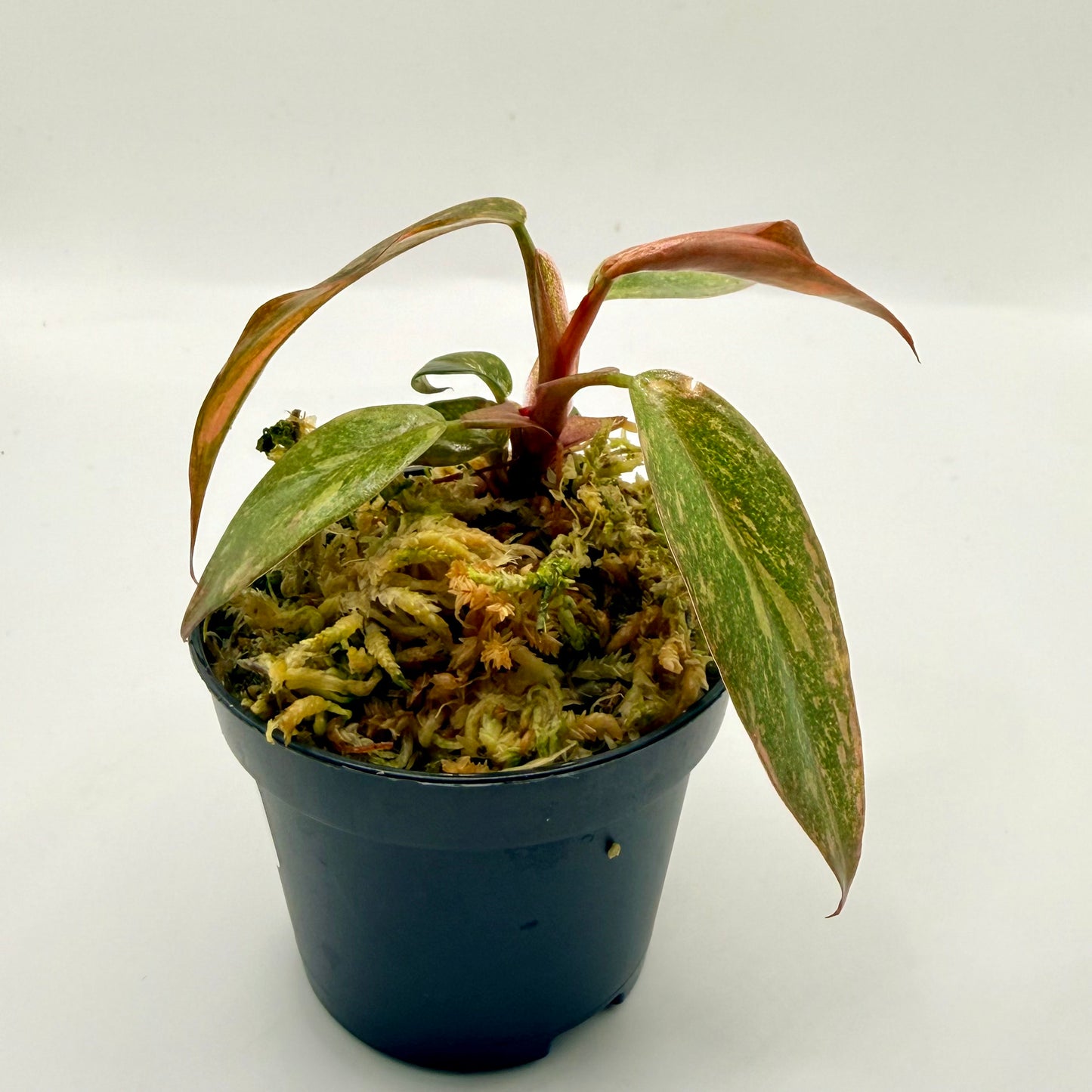 Philodendron Orange Princess Variegated