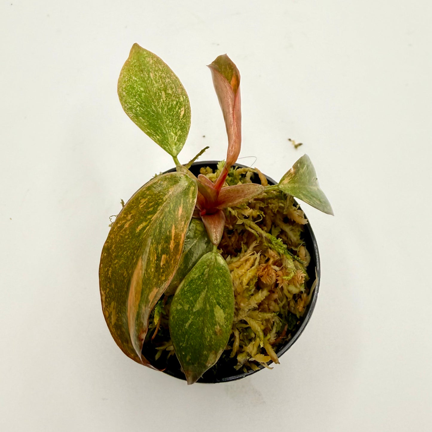 Philodendron Orange Princess Variegated