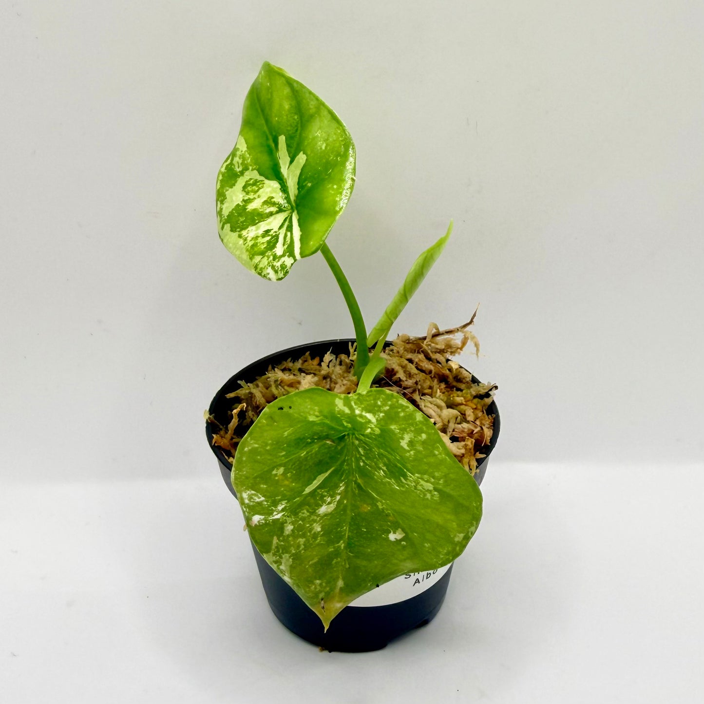 Alocasia Sinuata Albo Variegata