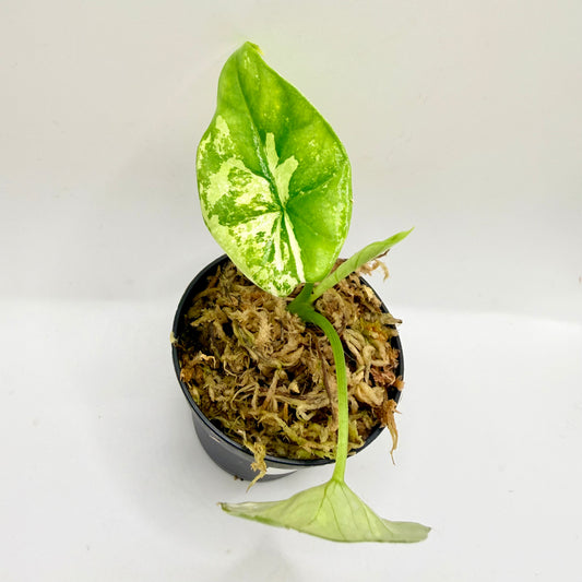 Alocasia Sinuata Albo Variegata