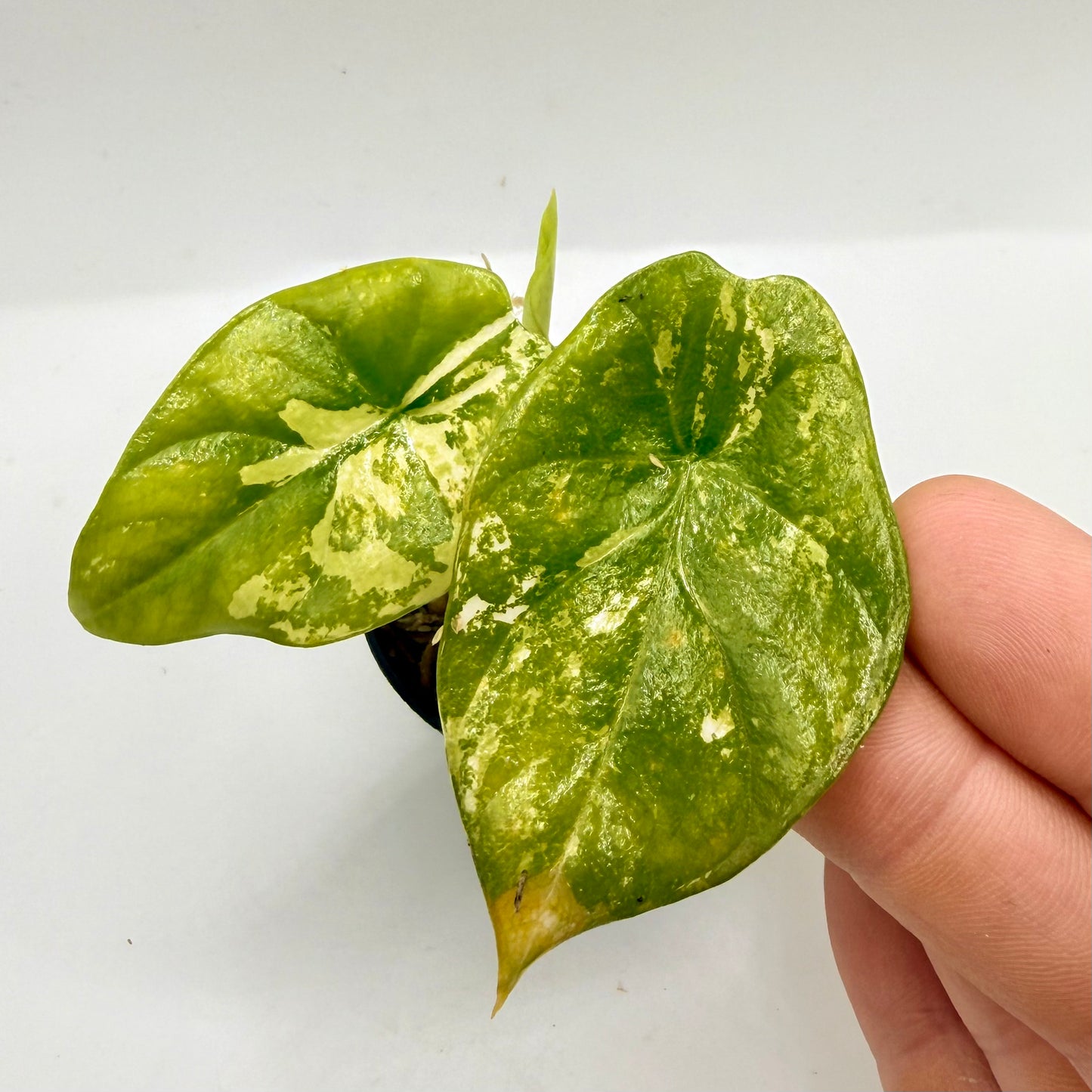Alocasia Sinuata Albo Variegata
