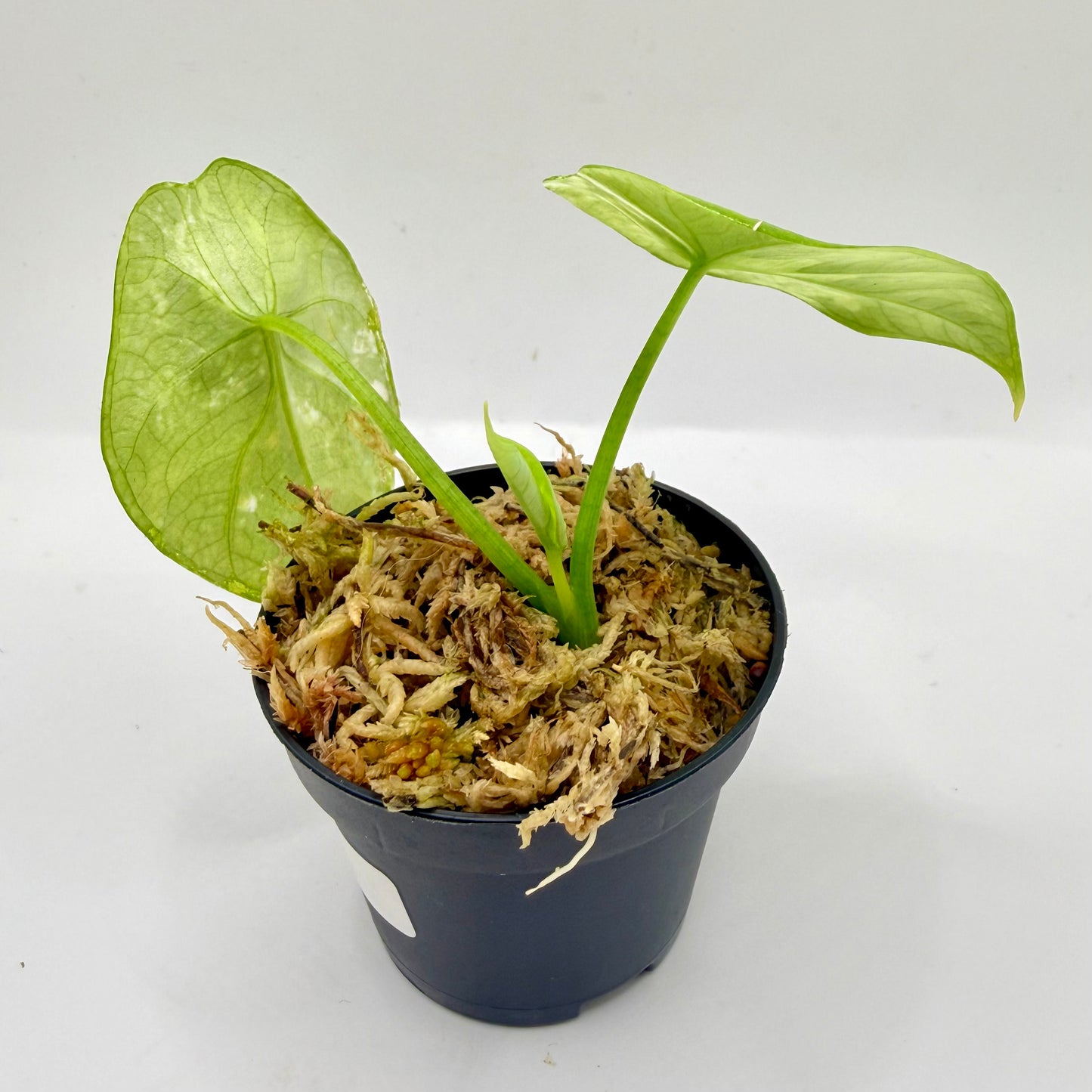 Alocasia Sinuata Albo Variegata
