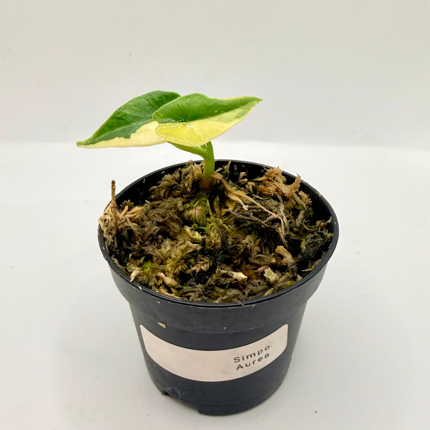 Alocasia Simpo Aurea Variegata