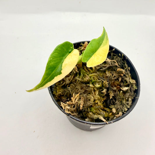 Alocasia Simpo Aurea Variegata
