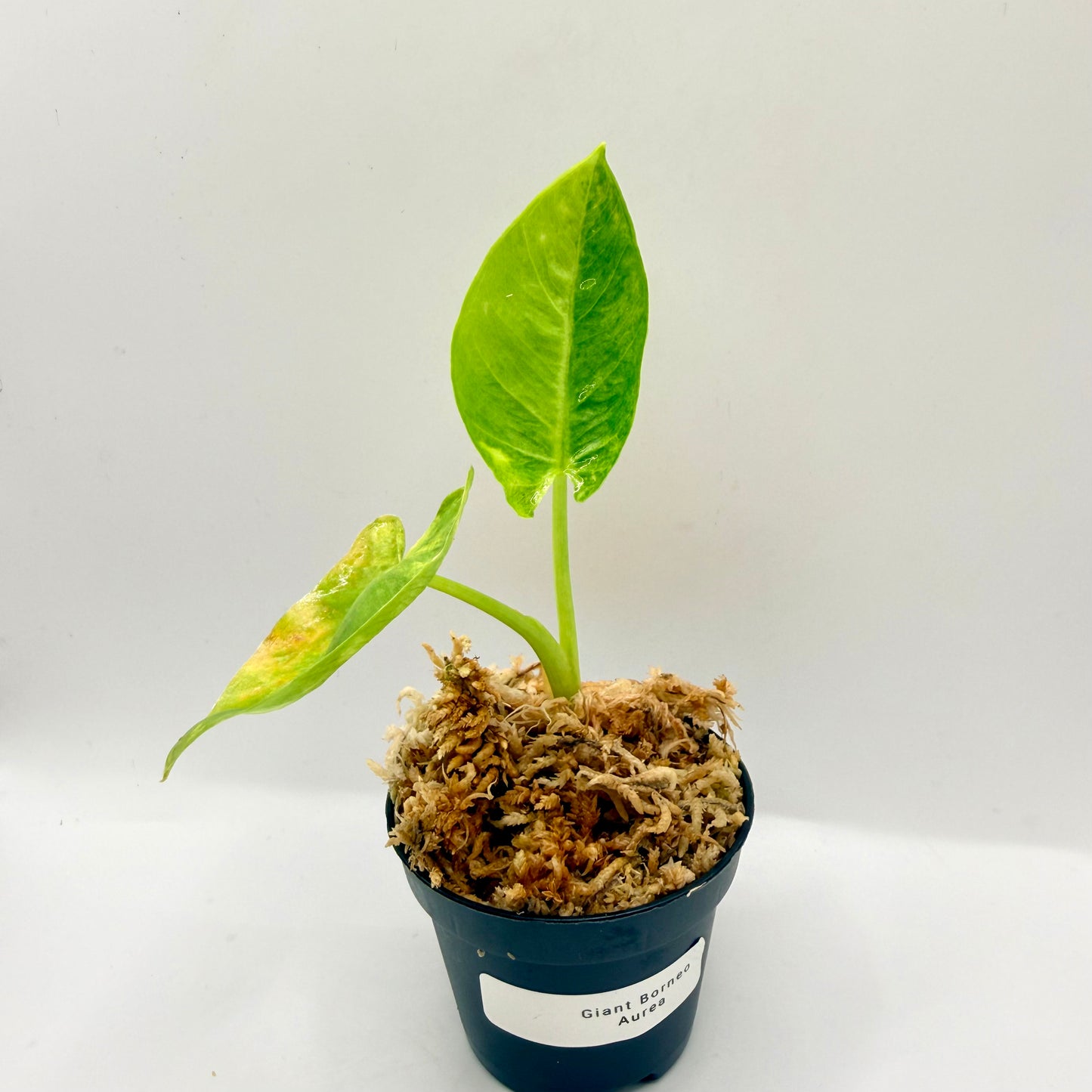 Alocasia Borneo Giant Aurea Variegata