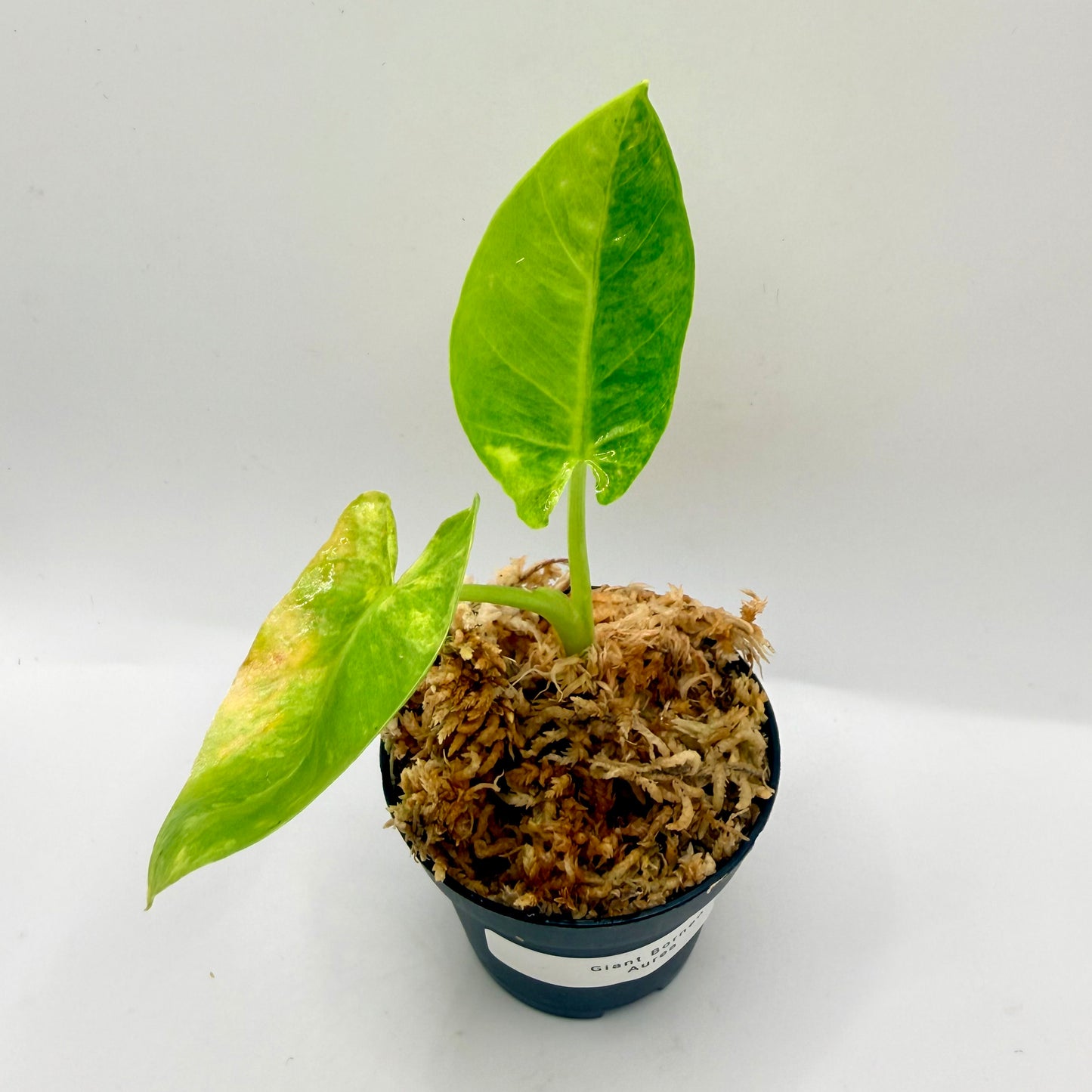 Alocasia Borneo Giant Aurea Variegata