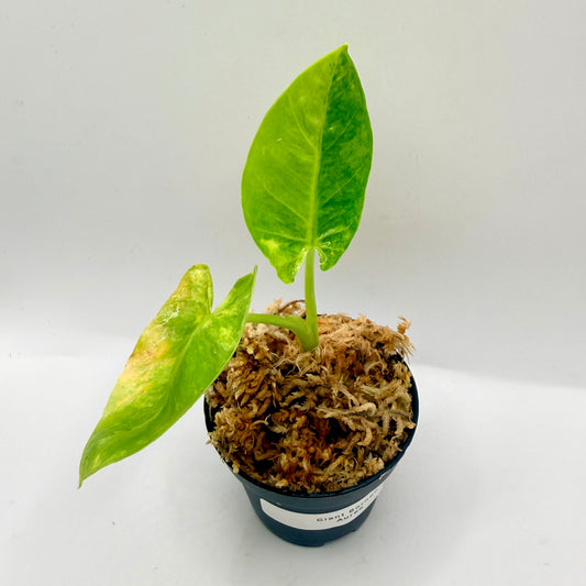 Alocasia Borneo Giant Aurea Variegata