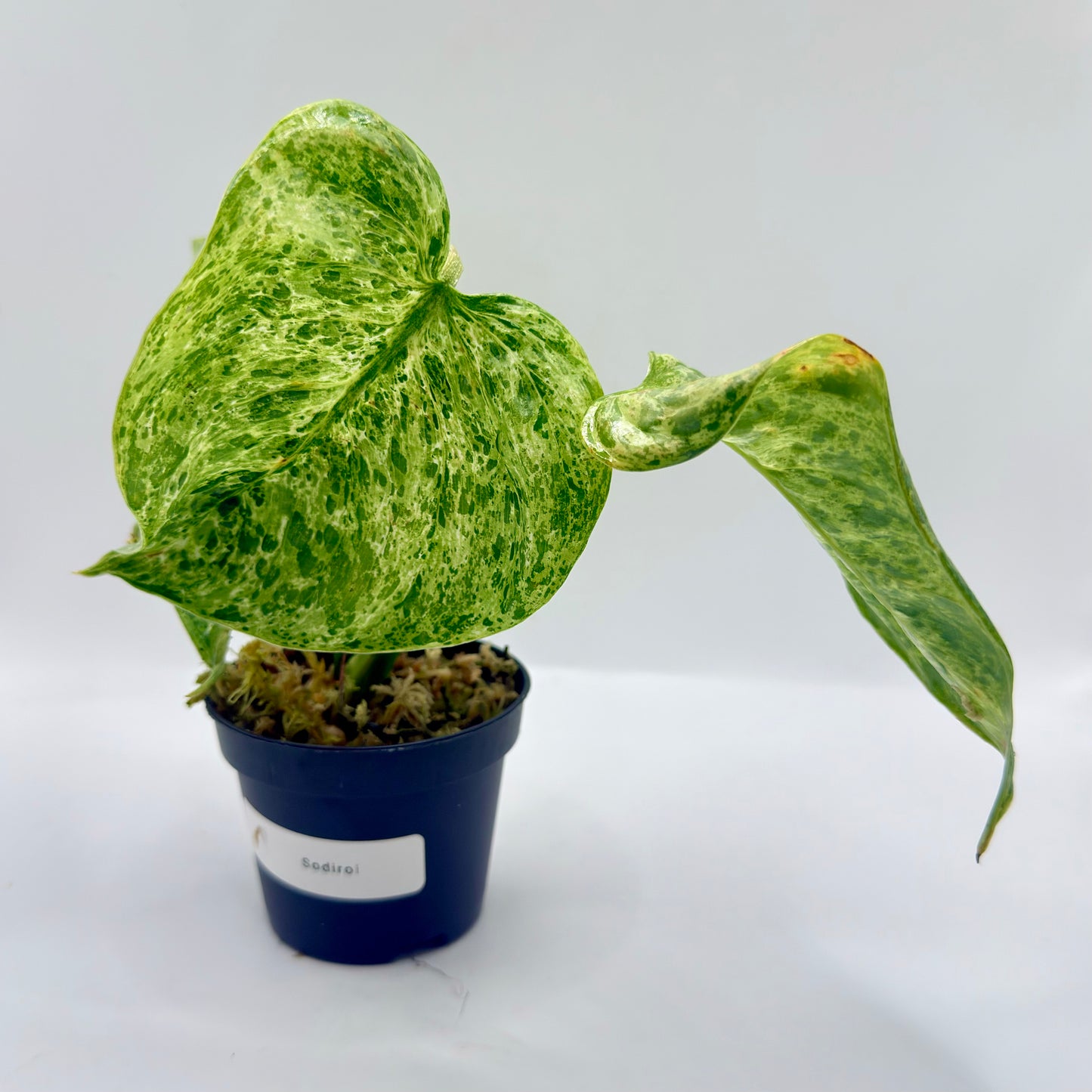 Philodendron Sodiroi Variegated