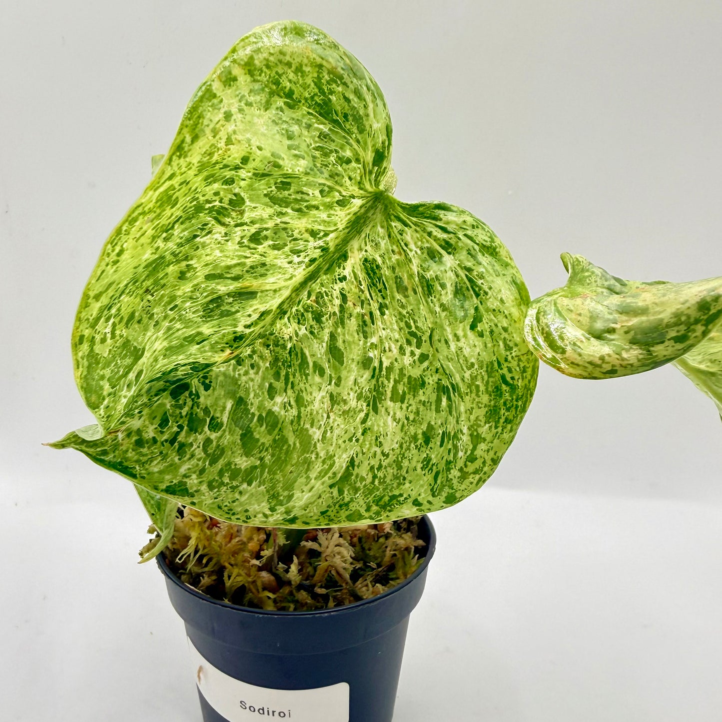 Philodendron Sodiroi Variegated