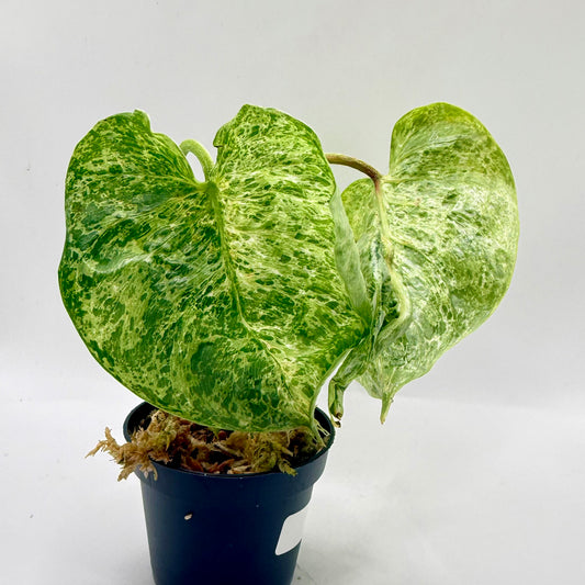 Philodendron Sodiroi Variegated
